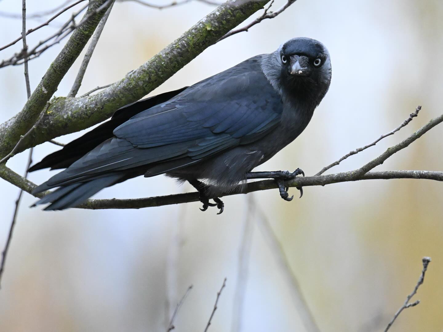 Jak wizyta w Olsztynie, to kawka

#kawka #ptaki #ptakipolski  #ptakimiasta