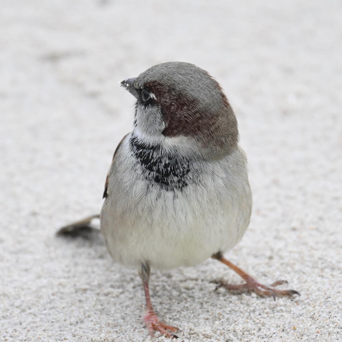 Nogi chcą w jedną a oczy w drugą 
nadmorski wróbelek

#wróbel #wrobel #ptaki #ptakizimą #ptakipolski #passerdomesticus #housesparrow #sparrow
