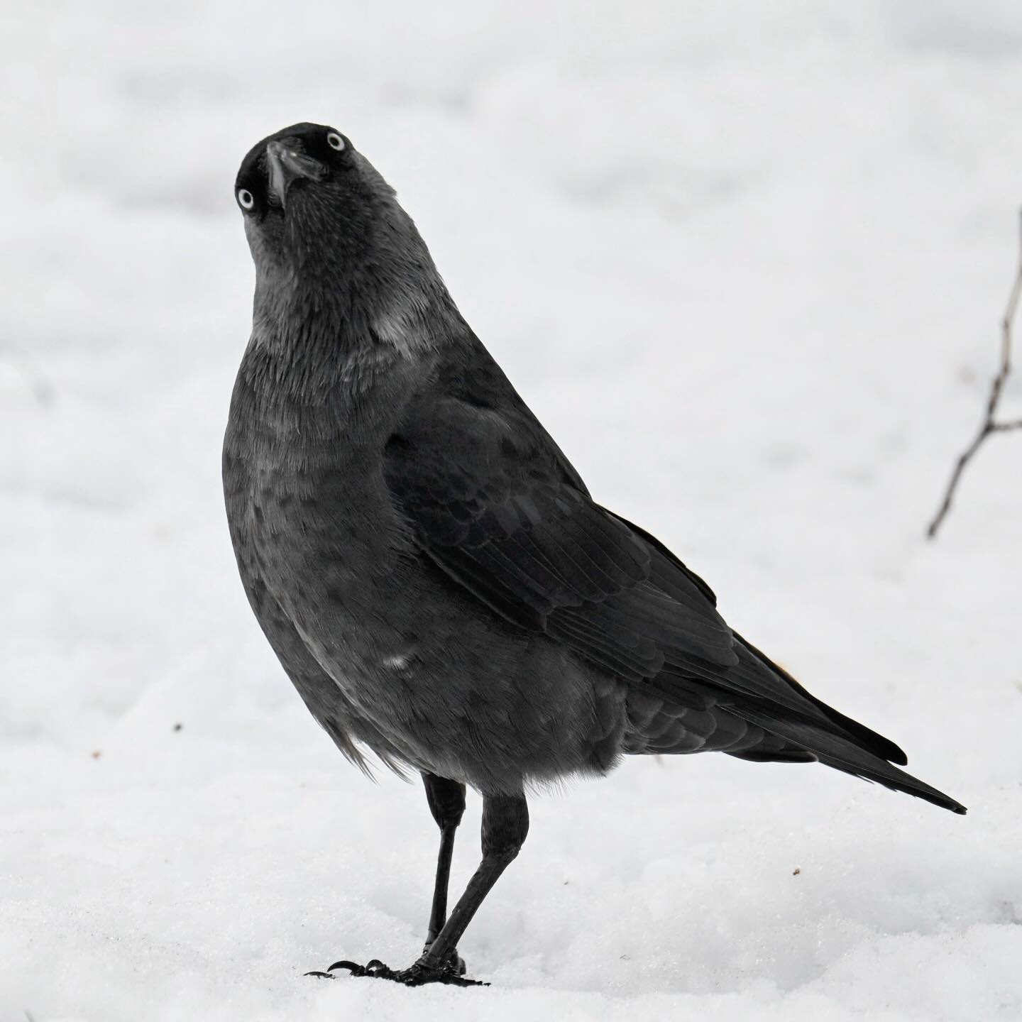 Kawka

#kawka #kawkazwyczajna #krukowate #ptaki #ptakimiasta #corvusmonedula #jackdaw