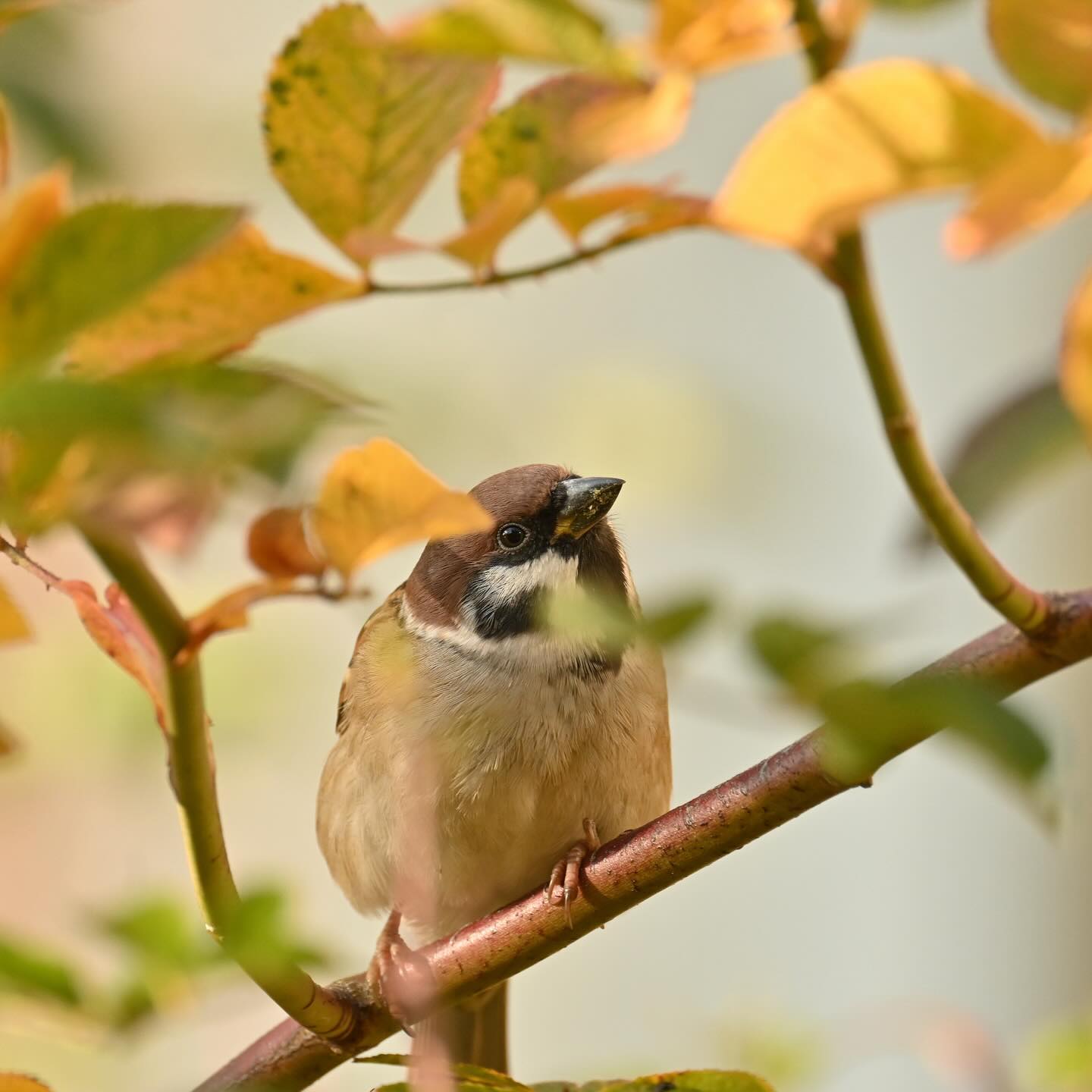 Mazurek z ciekawością kukający z gałązki co się dzieje na instagramie #mazurek #ptaki #ptakipolski