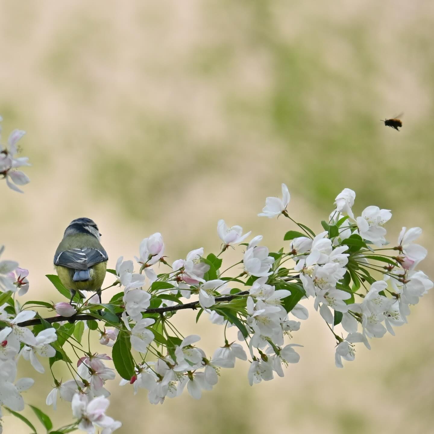 Spotkanie międzygatunkowe 

#modraszka #sikoramodraszka #sikoramodra #sikorkamodraszka #sikorka #ptaki #ptakimiasta #ptakipolski #cyanistescaeruleus #bluetit #birds