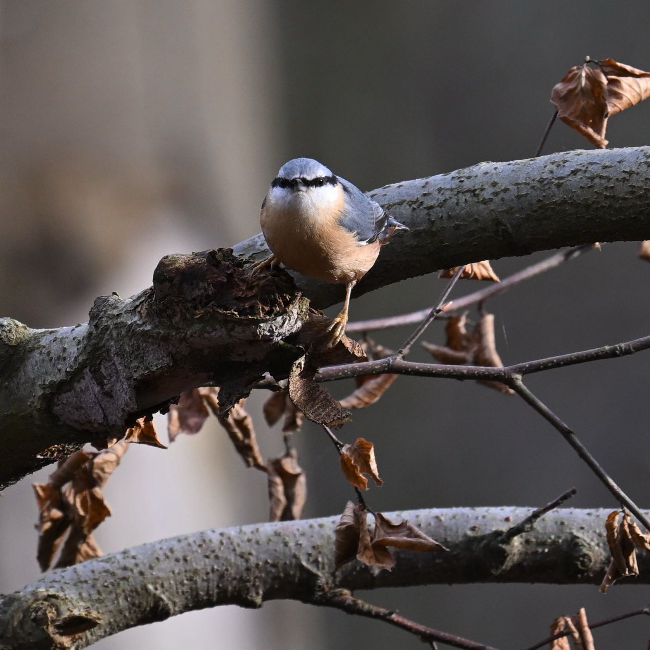 Kowalik w pozie bojowej 

#kowalik #ptaki #sittaeuropaea #nuthatch