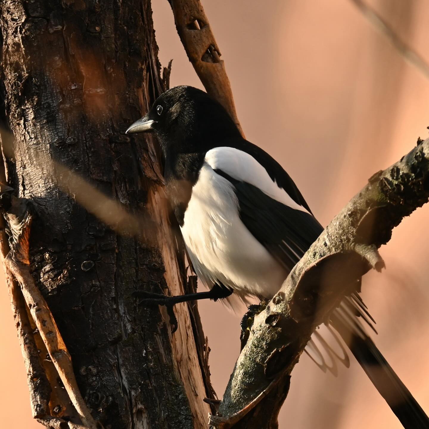 Sroka z osiedla

#sroka #ptakimiasta #picapica #magpie #ptaki #krukowate