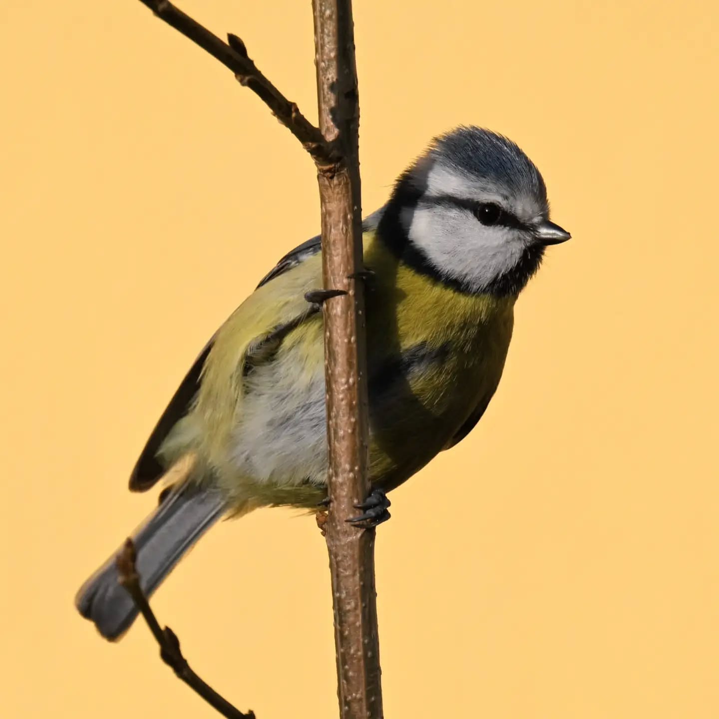 Osiedlowa modraszka

#sikoramodraszka #sikoramodra #modraszka #cyanistescaeruleus #bluetit