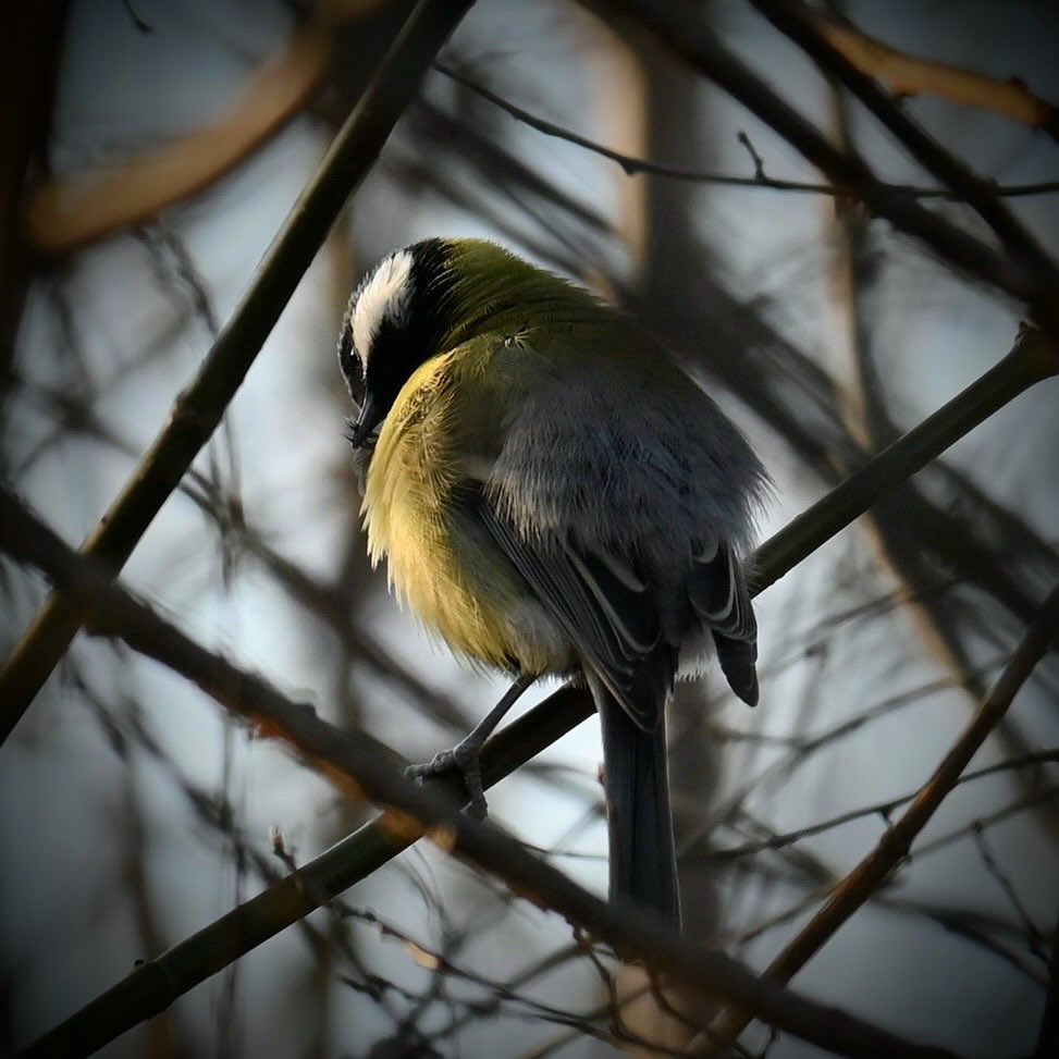 Pielęgnacja piórek 

#sikorkabogatka #sikorabogatka #bogatka #sikorka #sikora #parusmajor #greattit