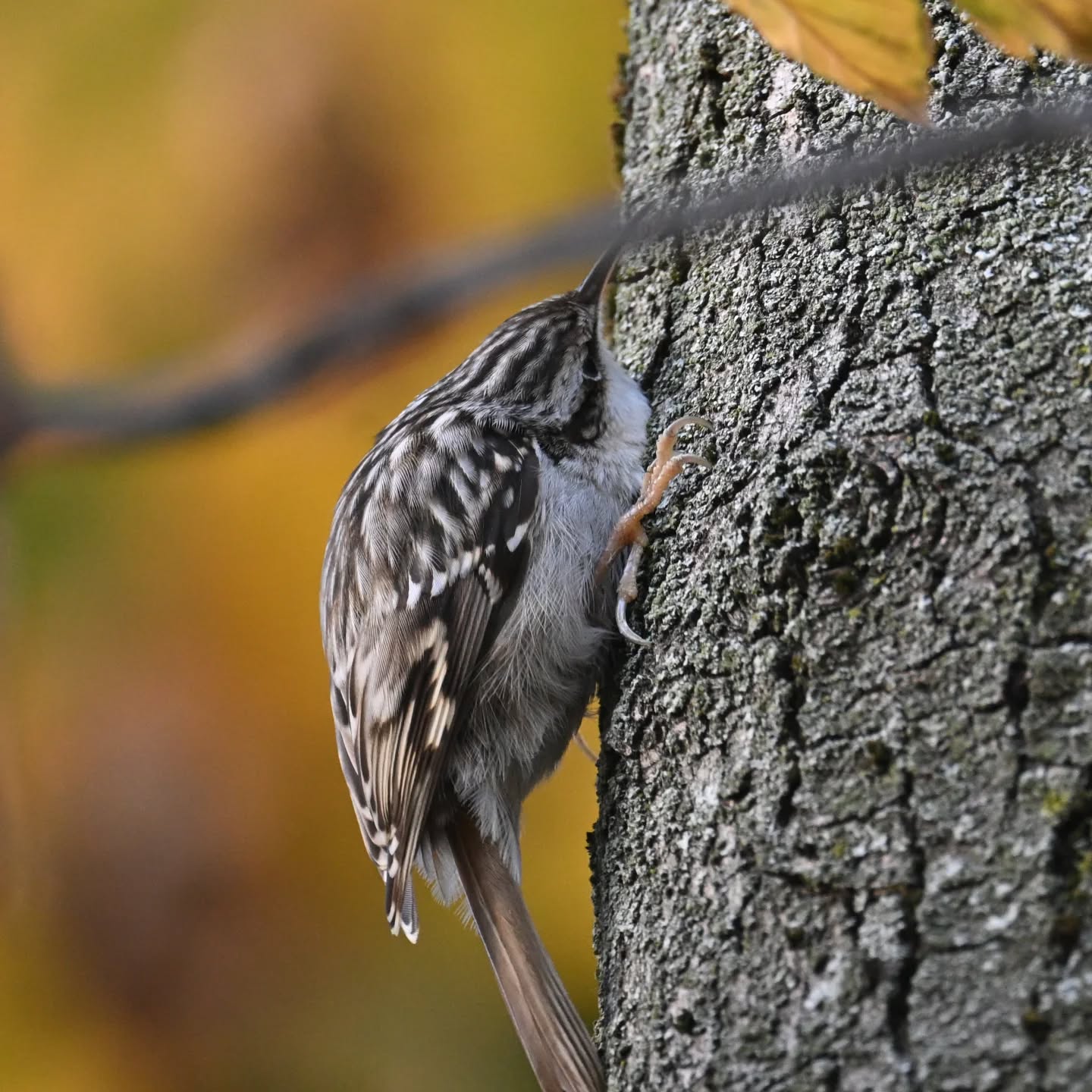 Przyczajony pełzacz

#pełzacz #pełzaczogrodowy #ptakipolski #ptakimiasta #ptakijesienią #ptaki #certhiabrachydactyla #shorttoedtreecreeper #treecreeper #birds #autumnbirds