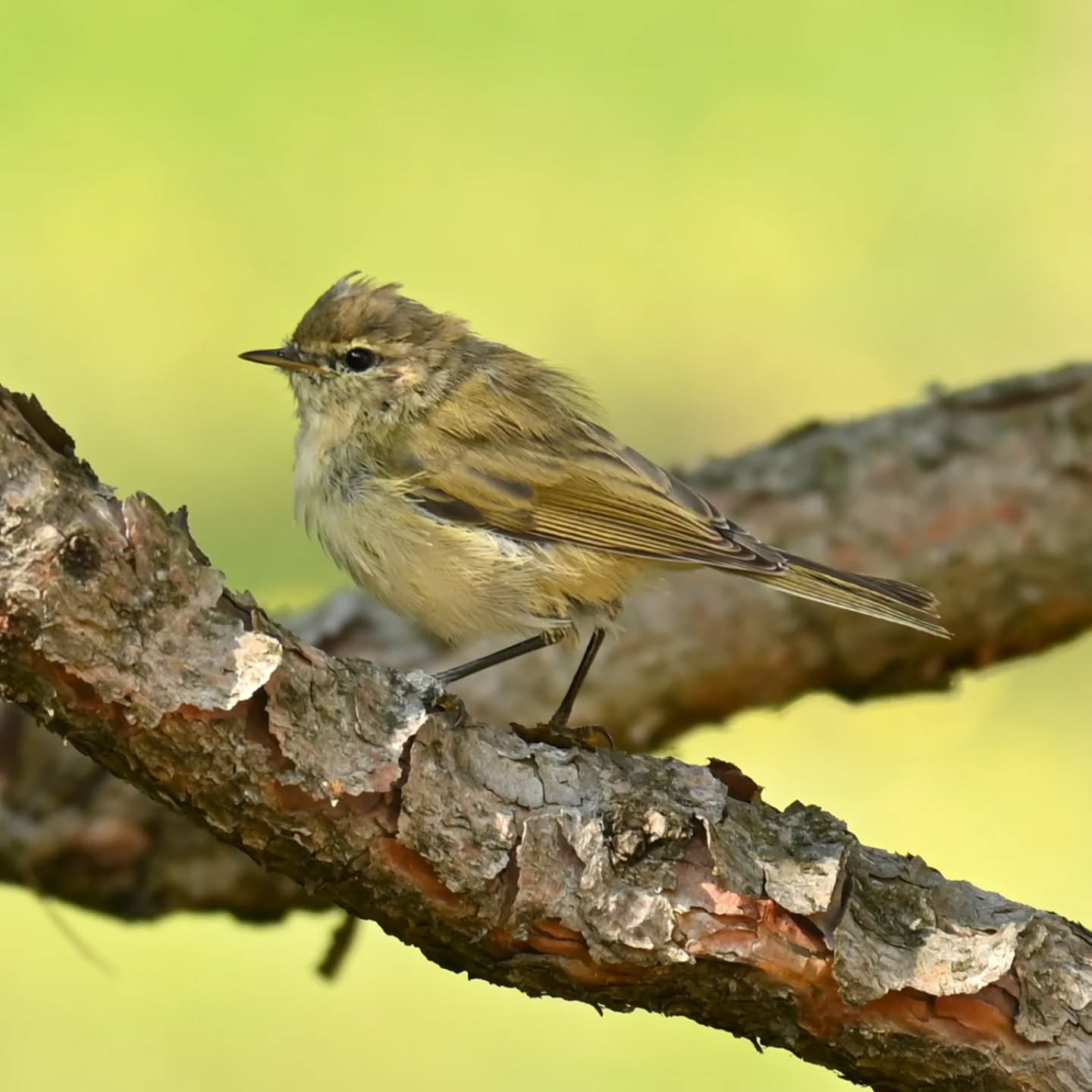Pierwiosnek 😊

#pierwiosnek #ptaki #ptakipolski #mazury #ośrodekwypoczynkowyłoś #phylloscopuscollybita #chiffchaff #birds