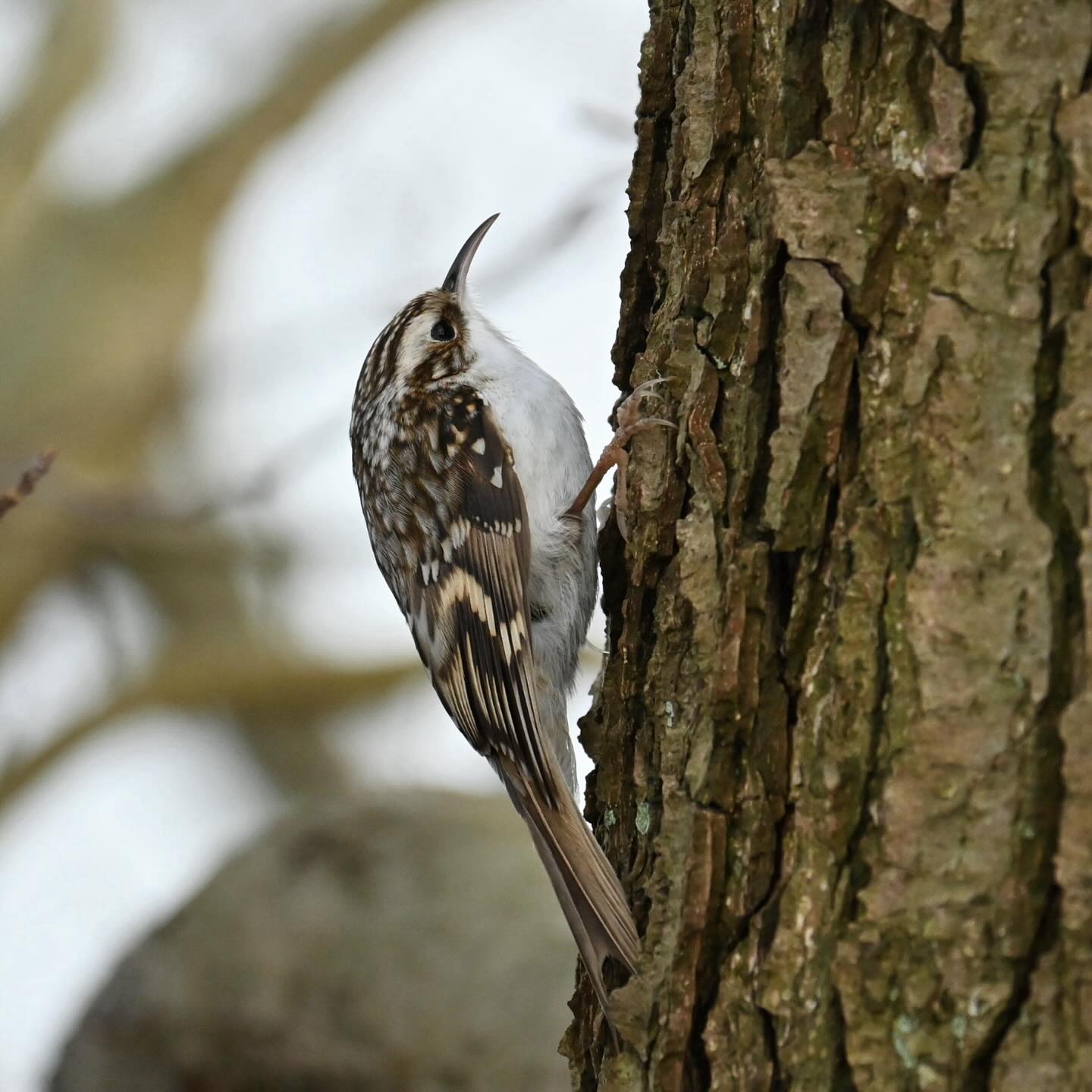 Pełzacz leśny

#pełzacz #pełzaczleśny #pelzacz #ptaki #certhiafamiliaris #treecreeper