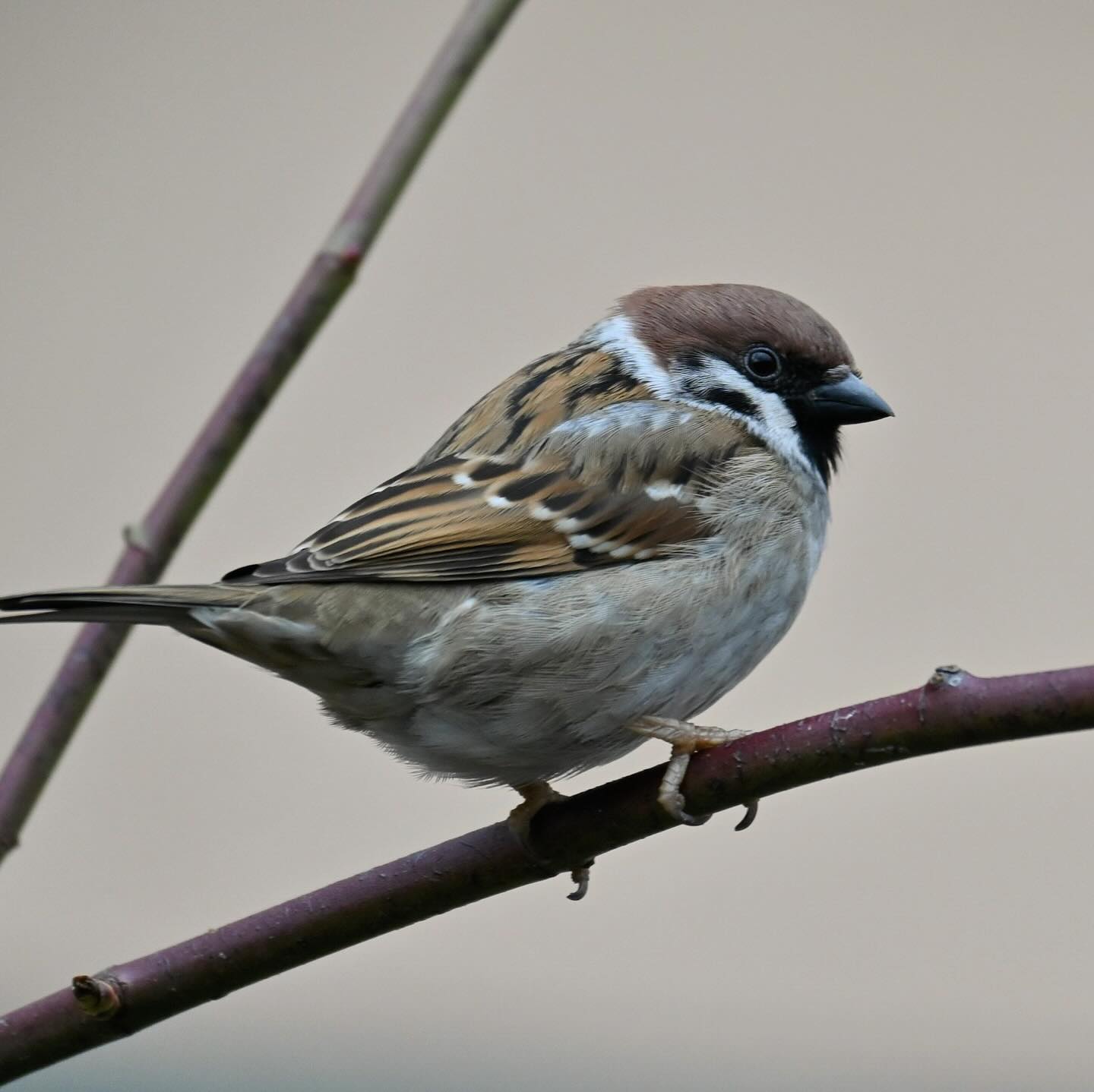 Mazurek z podwórka

#mazurek #wróbelpolny #wrobelpolny #ptaki #ptakizimą #ptakimiasta #passermontanus #treesparrow