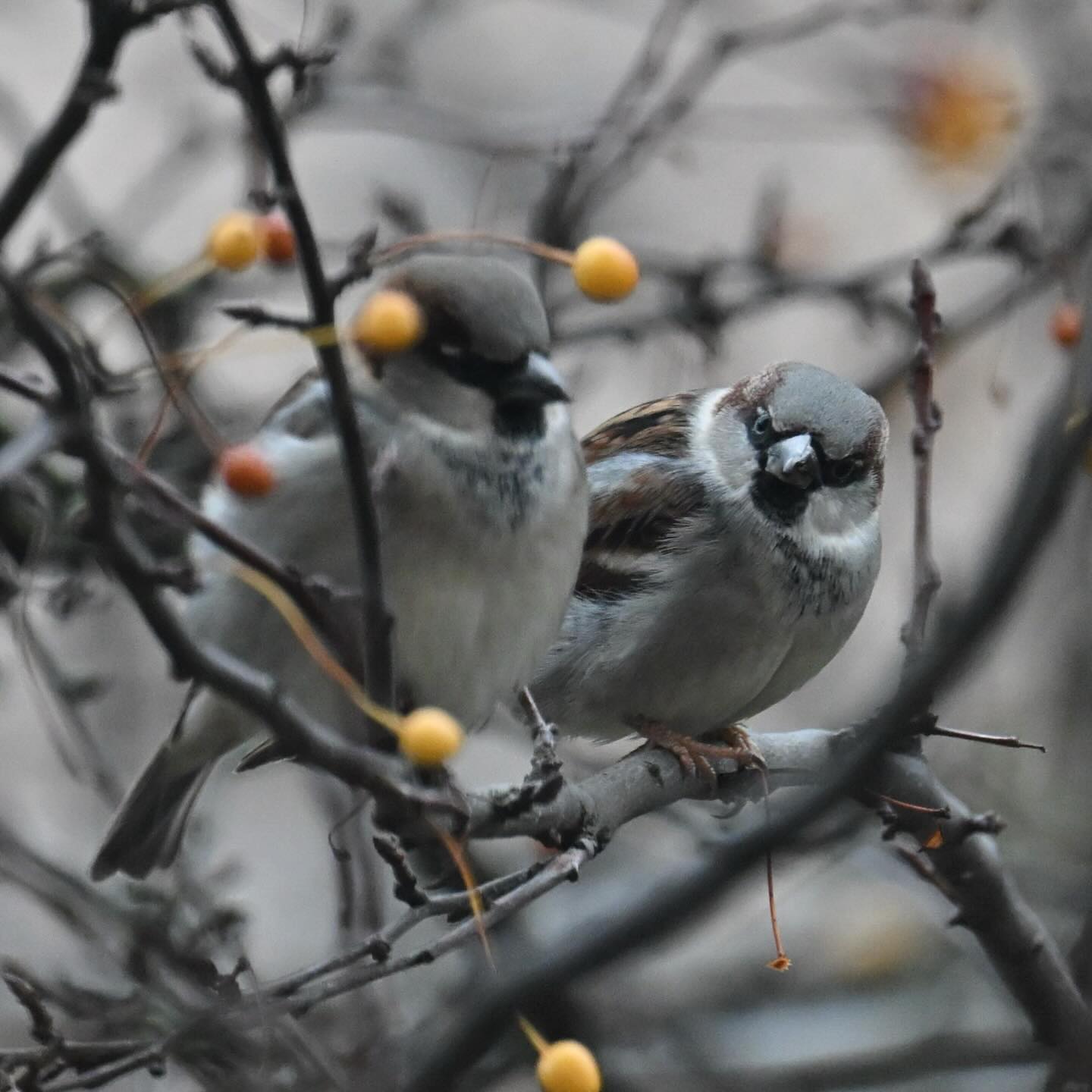 Nie ma to jak posiedzieć na gałązce w dobrym towarzystwie

#wróbel #wrobel #ptakimiasta #ptaki