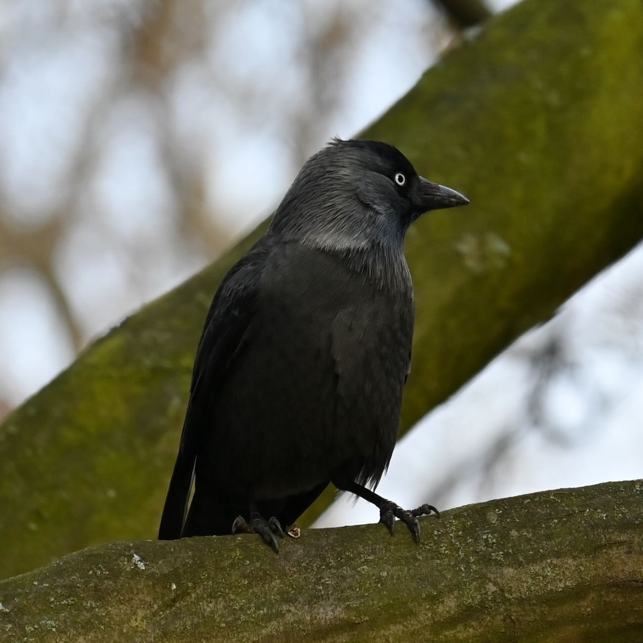 Kawka z Parku Skaryszewskiego

#kawka  #ptakimiasta #ptaki