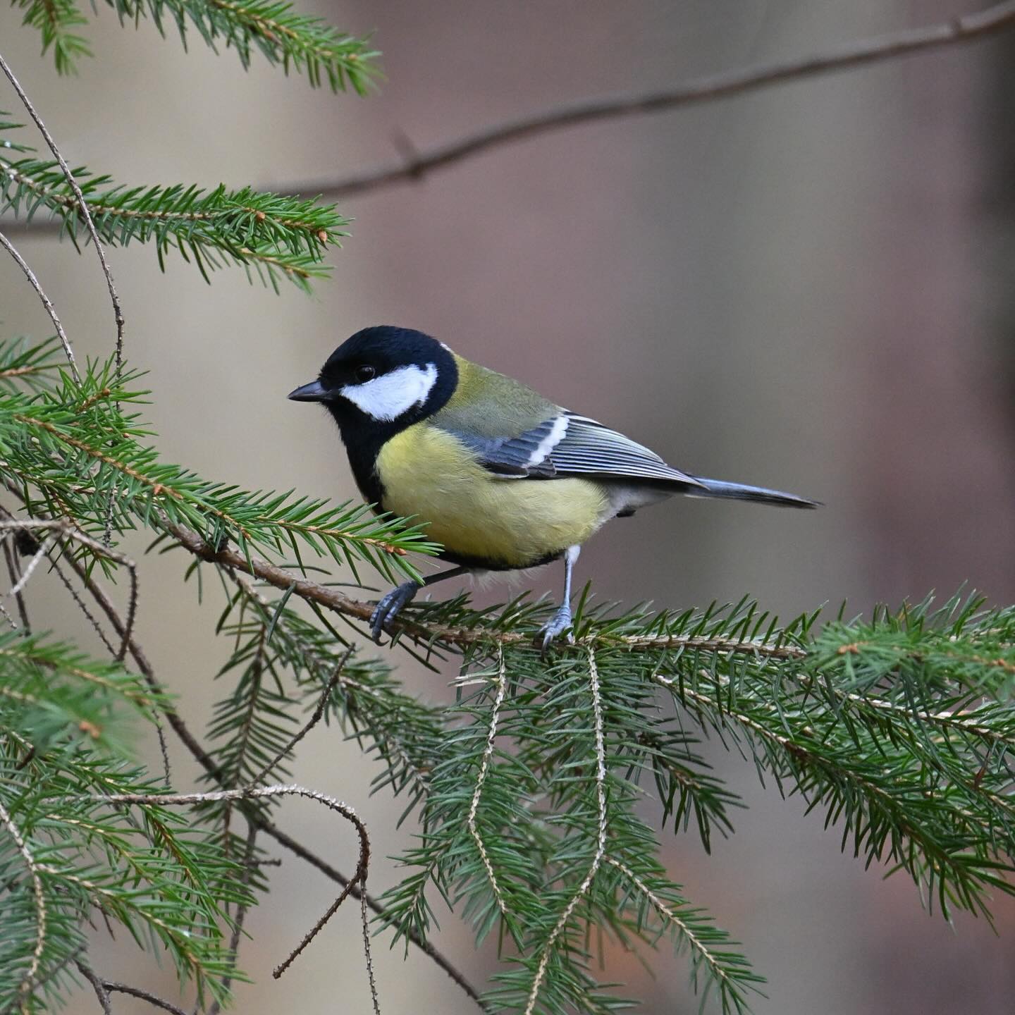 Sikorka bogatka 

#sikorka #sikorkabogatka #sikorabogatka #bogatka #ptaki #ptakizimą #parusmajor #greattit