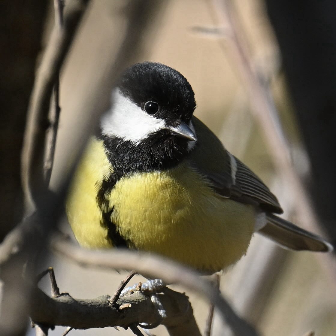 Bogatka 

#sikorabogatka #sikorkabogatka #bogatka #sikorka #sikora #ptaki #ptakipolski #ptakimiasta #parusmajor #greattit #birds