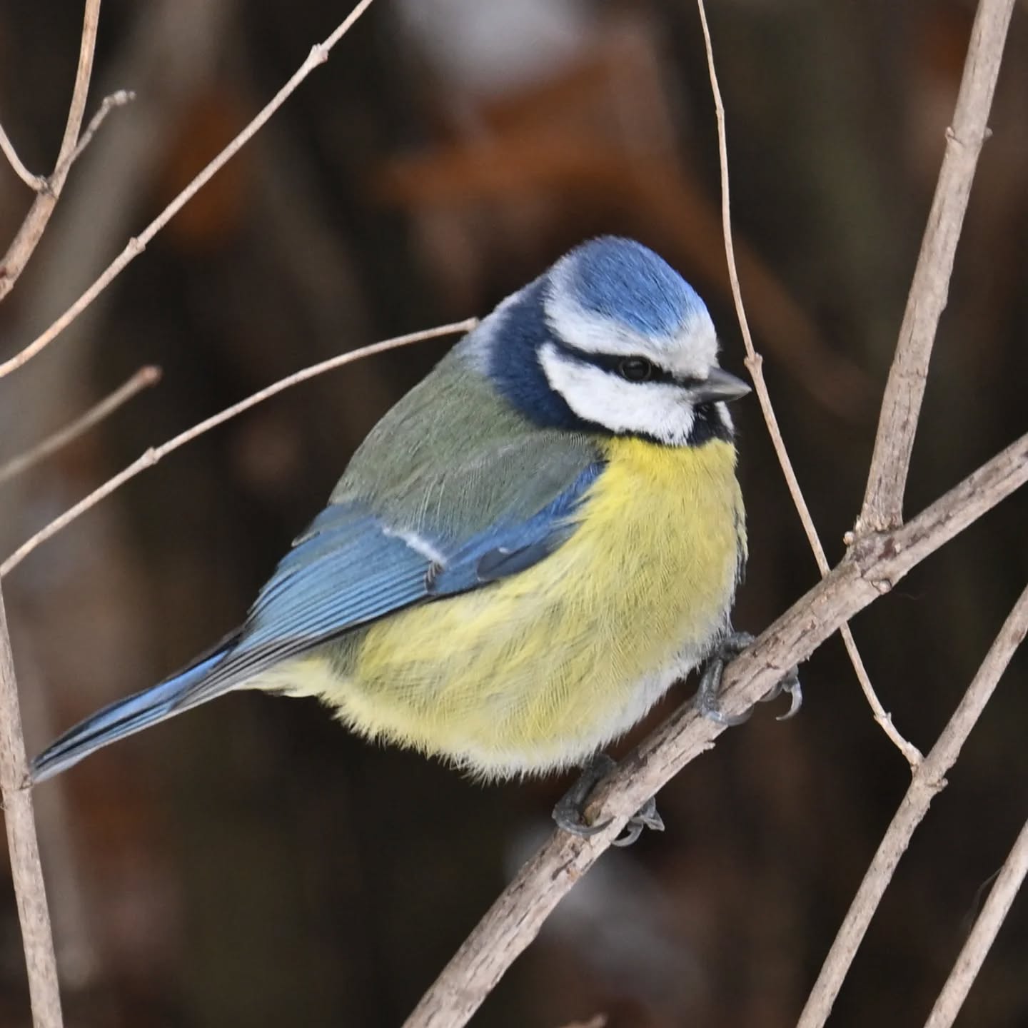 Modraszka

#sikoramodraszka #modraszka #cyanistescaeruleus #bluetit #birds