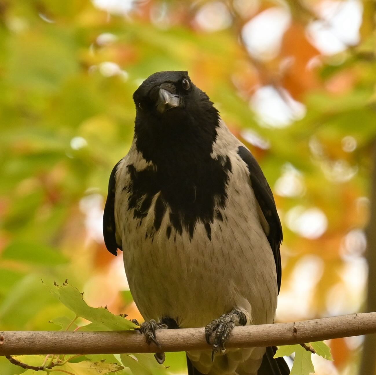 „Masz jakiś problem?”

Wrona siwa vs. fotograf 

 #wrona siwa #ptakipolski #krukowate #ptakiwmiescie