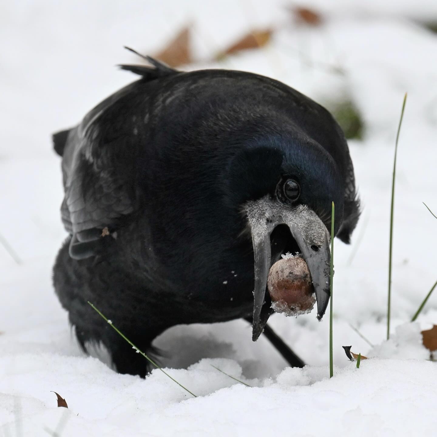 Przekopywał liście przez jakieś 4 minuty aż w końcu znalazł dwa żołędzie 😊

#gawron  #ptakizimą  #ptakizimujące #ptaki #ptakimiasta