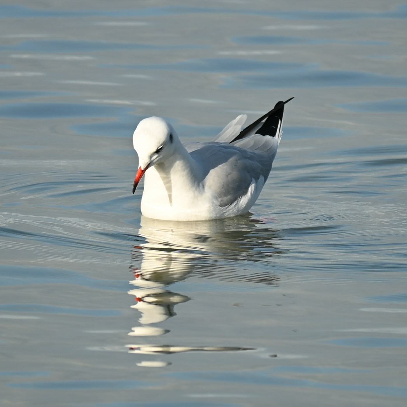 Mewa śmieszka 

#mewa #mewaśmieszka #mewasmieszka #chroicocephalusridibundus #blacheadedgull