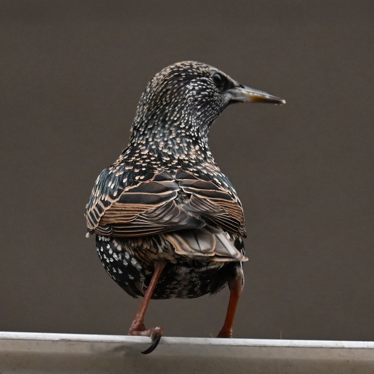 Balkonowy szpaczek 

#szpak #ptaki #ptakizimą #sturnusvulgaris #starling