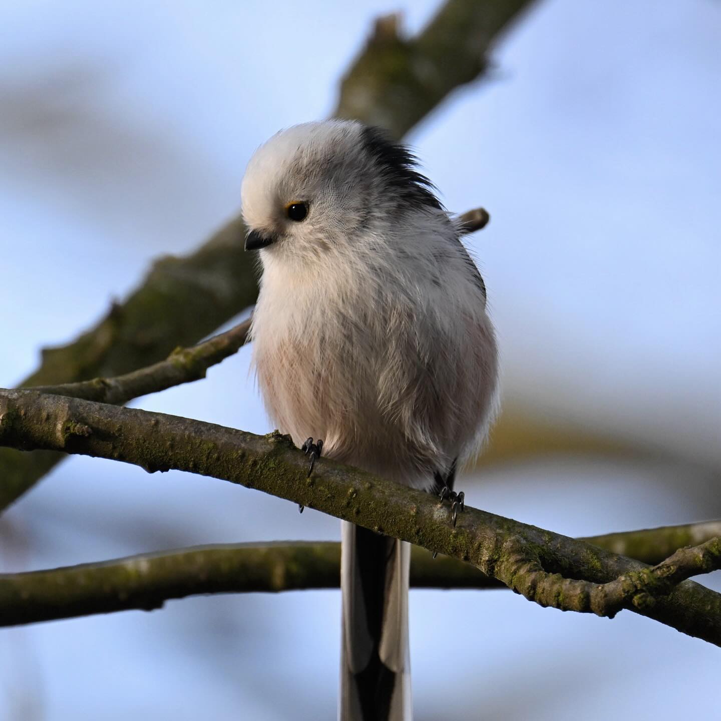 Nadmorski raniuszek 

#raniuszek #ptakizimującewpolsce #ptaki #aegithaloscaudatus #longtailedtit