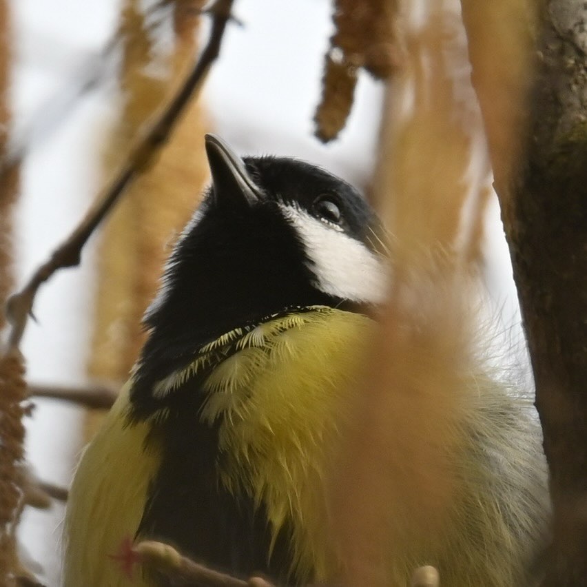 Sikorka bogatka w kwiatach leszczyny

#sikora #sikorka #bogatka #sikorabogatka #ptaki #ptakipolski #parusmajor #greattit