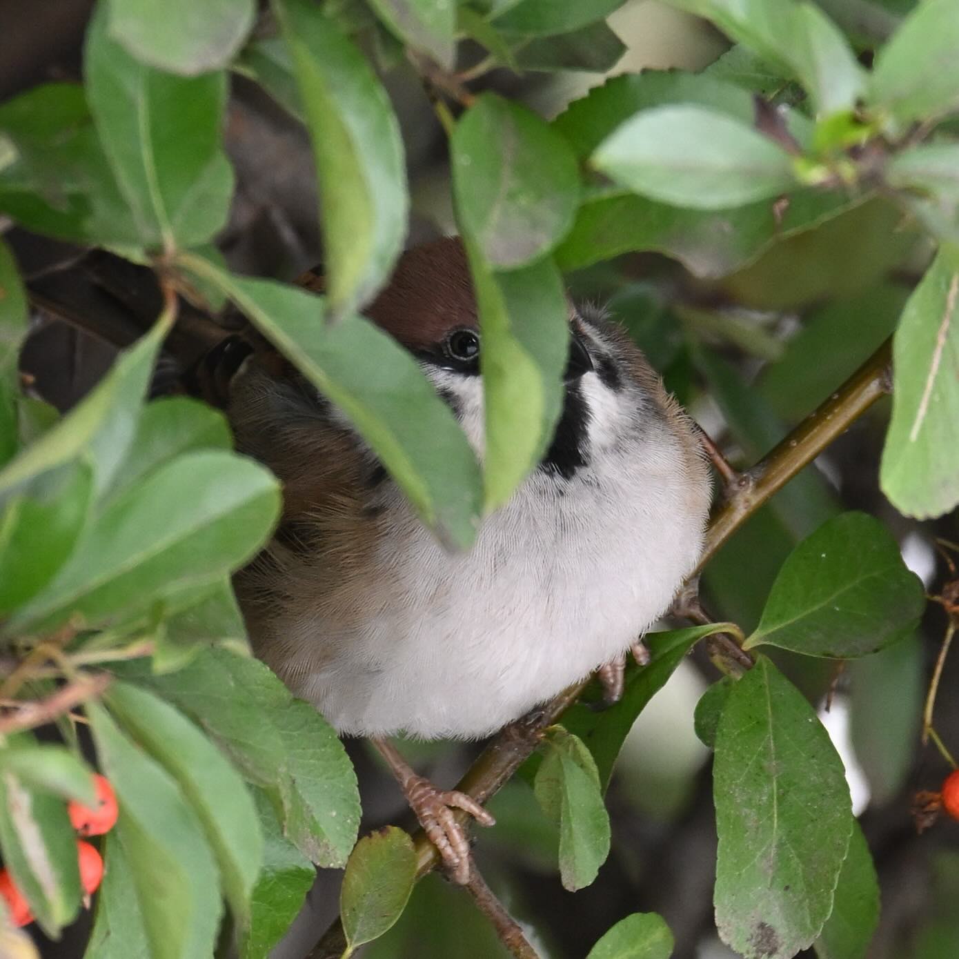 Mazurkowe oczko czujnie spogląda zza liści

#mazurek #wróbelpolny #wróbel #wrobel #ptaki #ptakimiasta #passermontanus #treesparrow
