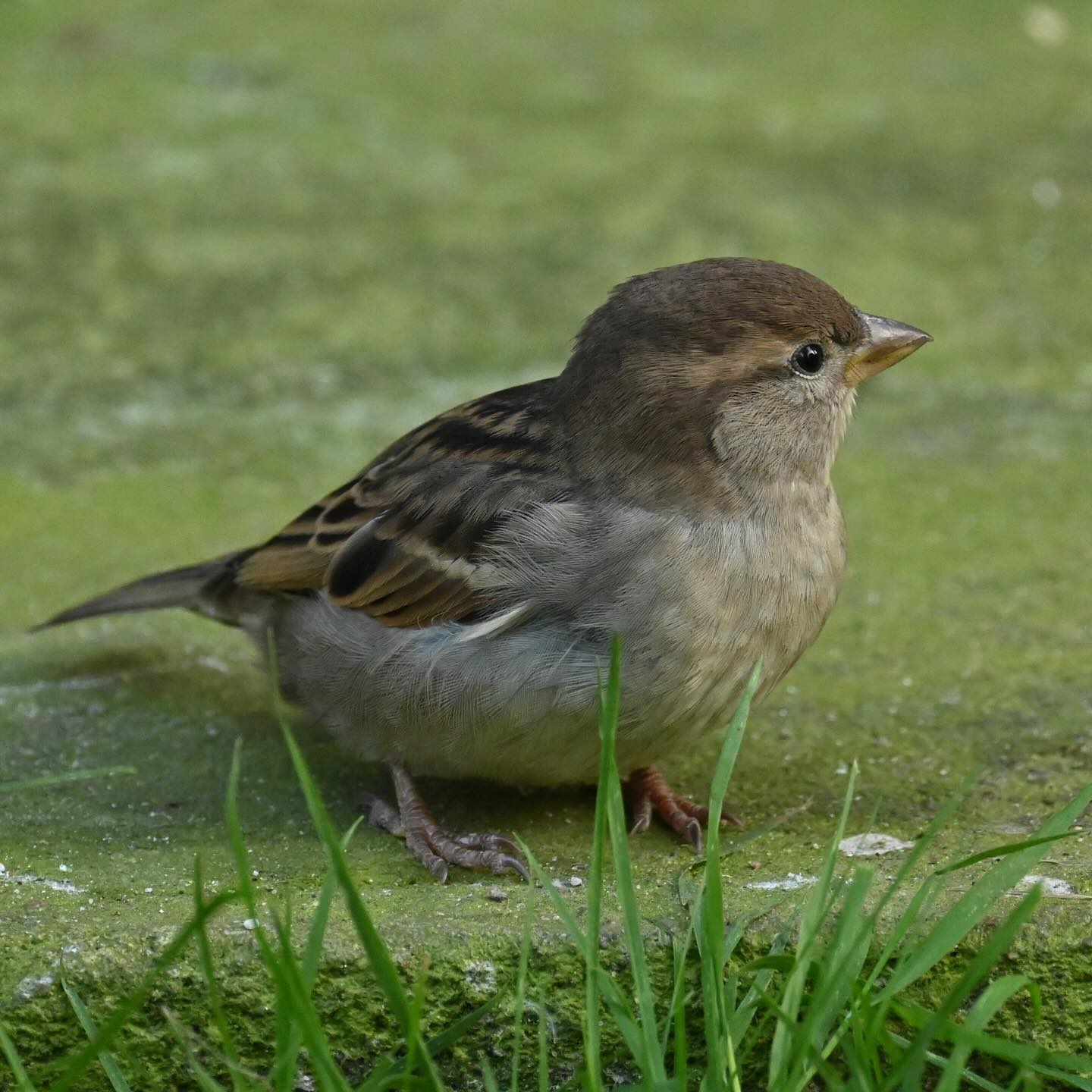 Urocza, niewinnie wyglądająca wróbelka odpoczywa tuż po tym jak wydziobała kawał styropianu w elewacji bloku, budując w nim tunel

#wróbel #ptakimiasta #ptaki