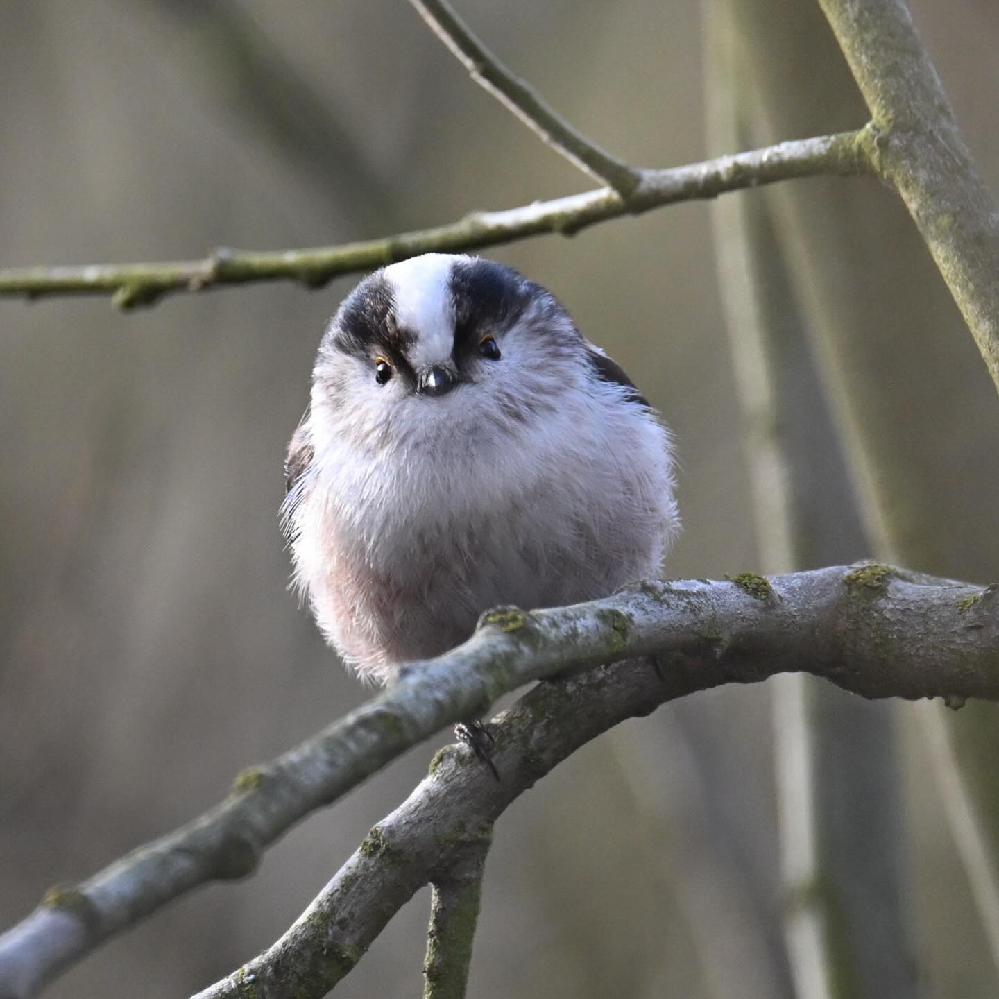 Raniuszek czarnobrewy

#raniuszek #raniuszekczarnobrewy #ptaki #ptakizimujące #aegithaloscaudatuseuropaeus #aegithaloscaudatus #longtailedtit