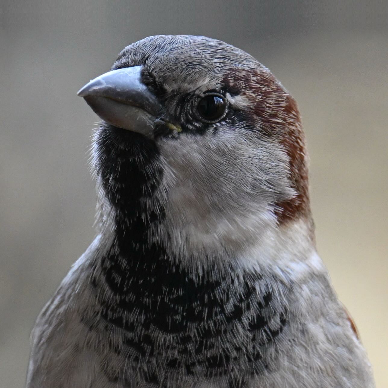 Portret wróbla 

#wróbel #wrobel #ptaki #ptakimiasta #passerdomesticus #sparrow #housesparrow