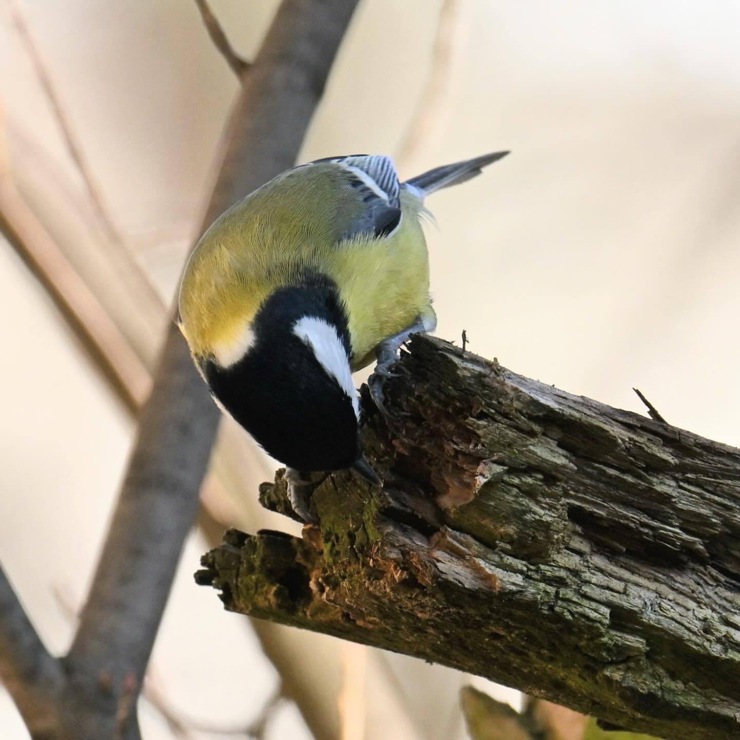 Co się kryje w korze?

#sikorkabogatka #sikorabogatka #bogatka #sikorka #ptaki #ptakimiasta #ptakizimą #parusmajor #greattit