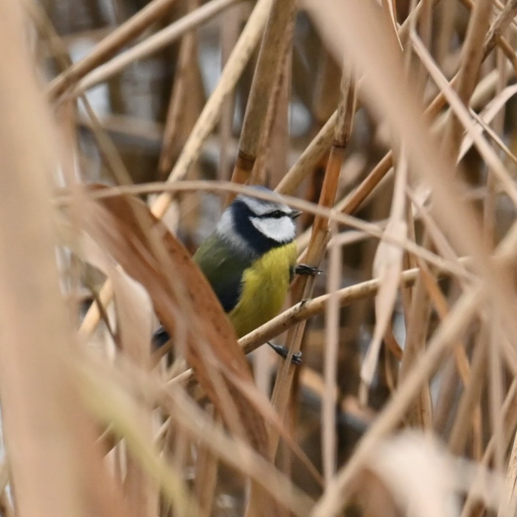 Sikorka modraszka wśród trzcin

#sikorka  #sikorkamodraszka #ptaki #ptakipolski