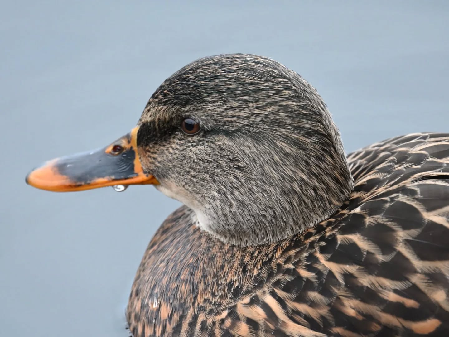 Olsztyńska Kaczka #kaczka #ptakiwodne #ptakipolski #ptaki