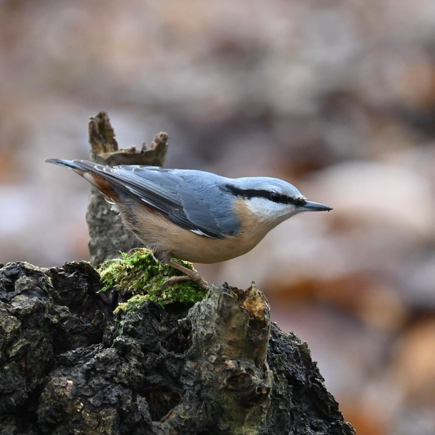 Kowalik 

#kowalik #ptakizimą #ptaki #sittaeuropaea #nuthatch