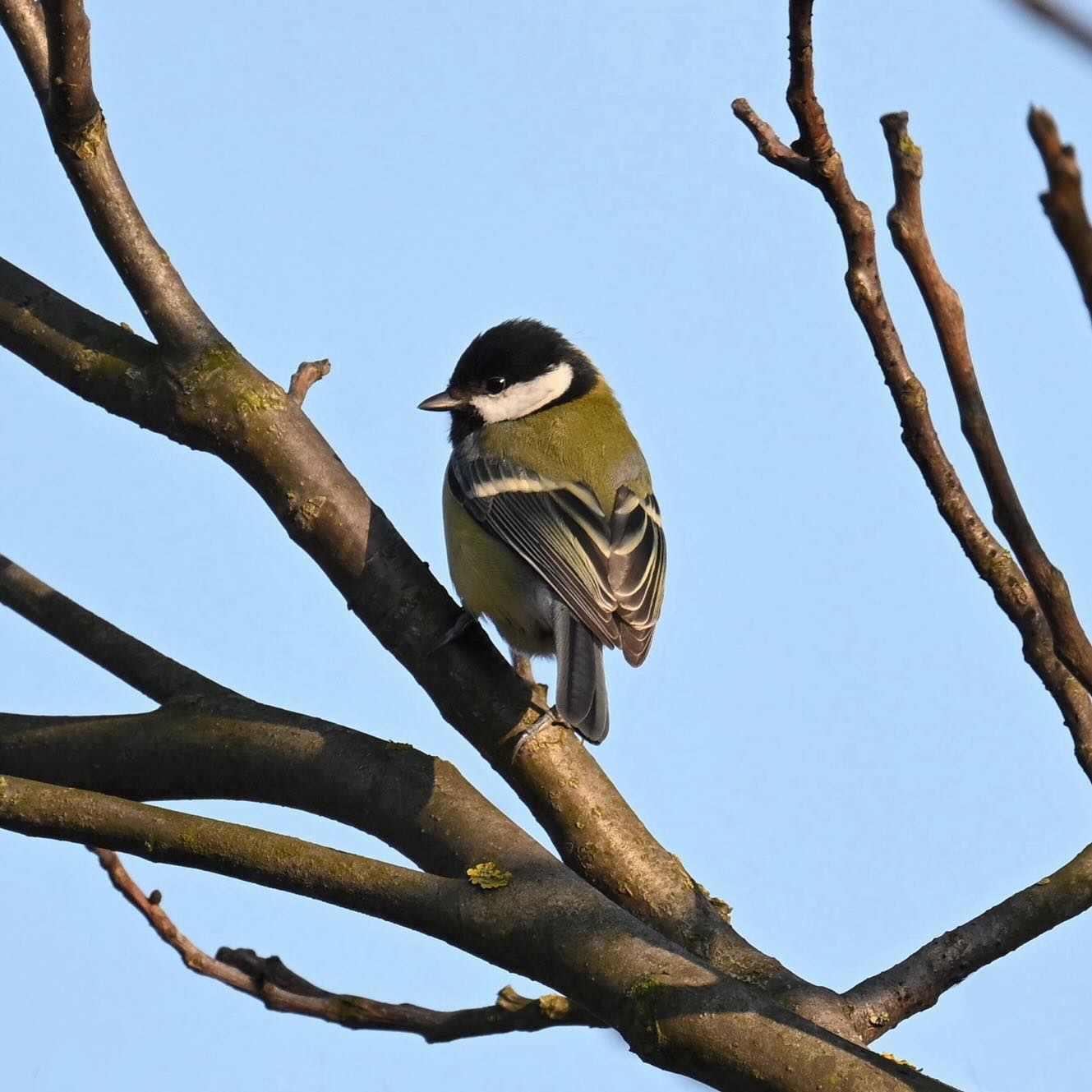 Sikora bogatka

#bogatka #sikorabogatka #sikorkabogatka #sikorka #ptaki #parusmajor #greattit