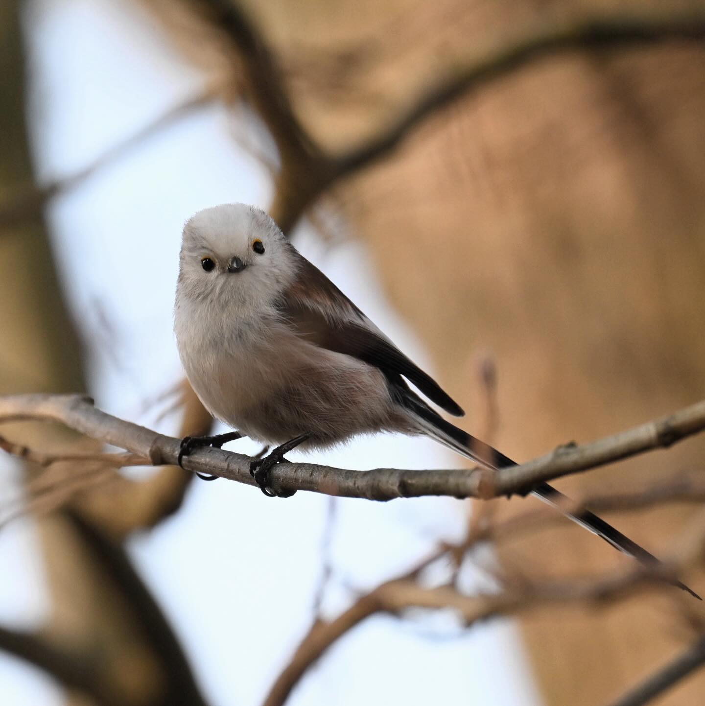 Raniuszek 

#raniuszek #ptaki #ptakizimujące #aegithaloscaudatus #longtailedtit