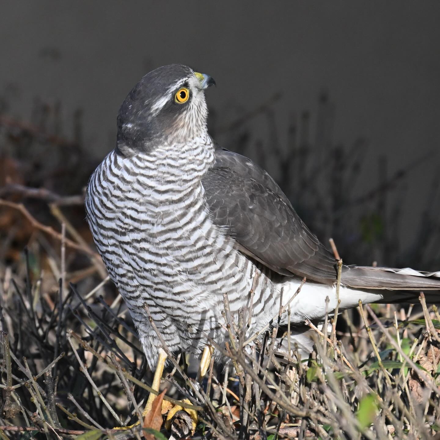 Na nasze muranowskie podwórko zawitał jastrząb wróblarz, powszechnie zwany krogulcem. Mamy jednak nadzieję, że to pojedyncza wizyta i nie porwał żadnego z naszych wróbelków

#krogulec #jastrząb #jastrzab #jastrząbwróblarz #ptakidrapieżne #ptaki
