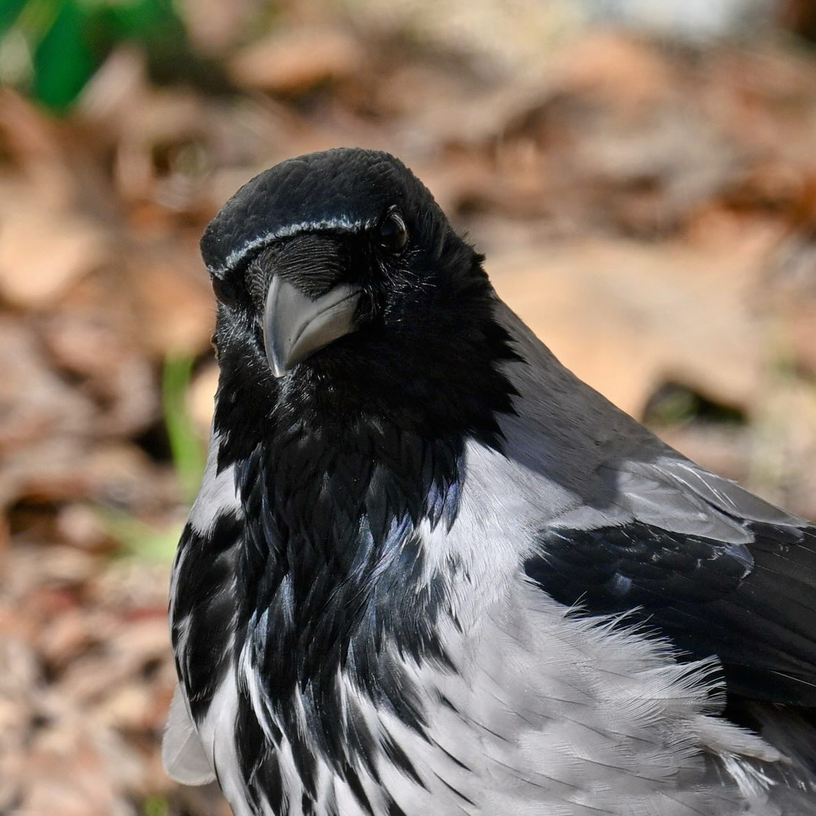 Wrona siwa

#wrona #wronasiwa #ptaki #ptakimiasta #corvuscorone #crow #hoodedcrow