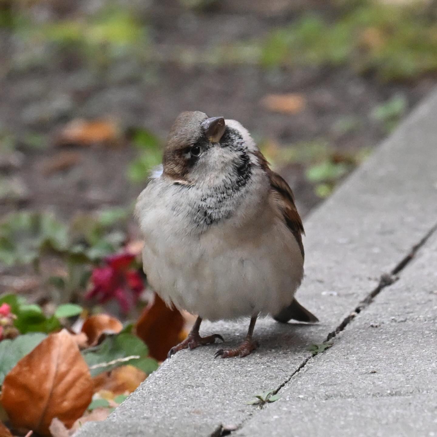 Wróbelek napotkany na osiedlowej alejce

#wróbel #wróbelek #wrobel #ptakipolski #ptakimiasta