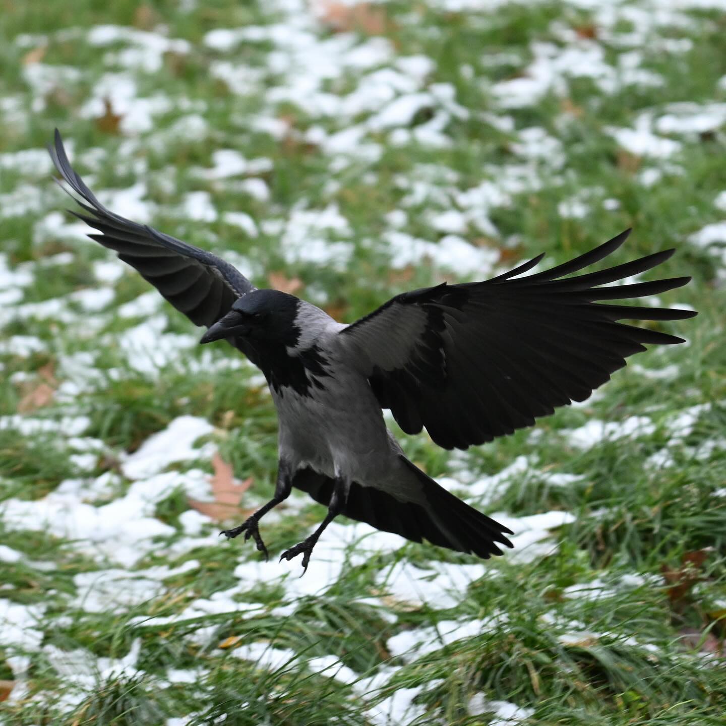 Podwozie wysunięte, można lądować

#wronasiwa #wrona #lądowanie #ptaki #ptakimiasta