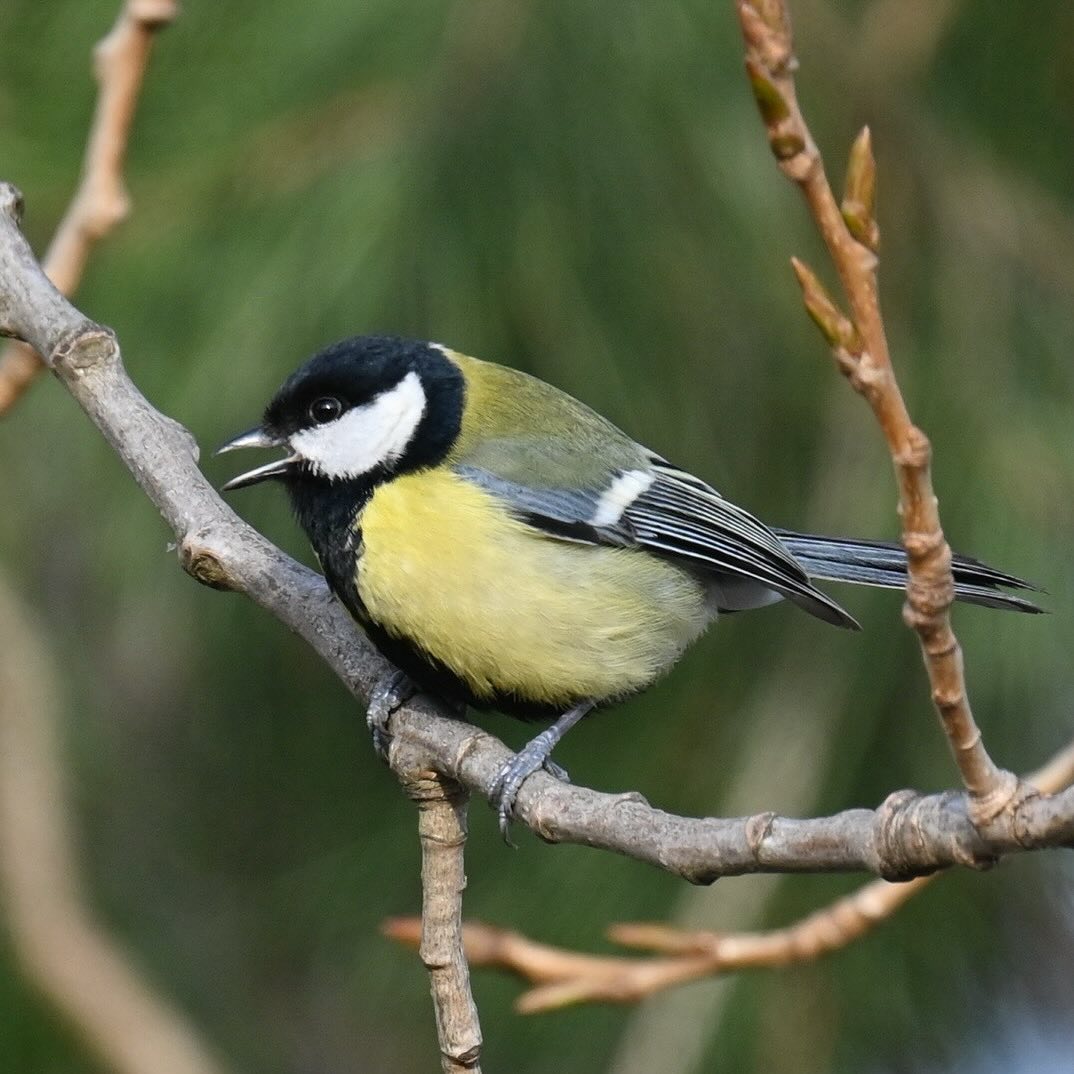 Sikora bogatka, luty 2024

#sikorka #sikorabogatka #bogatka #ptaki #ptakizimą #parusmajor #greattit