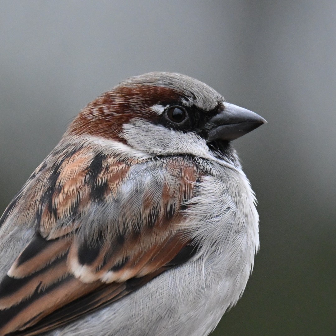 Pan Wróbelek
#wróbel #wróbelek #ptak #piórka #dziób #wrobel #ptakimiasta