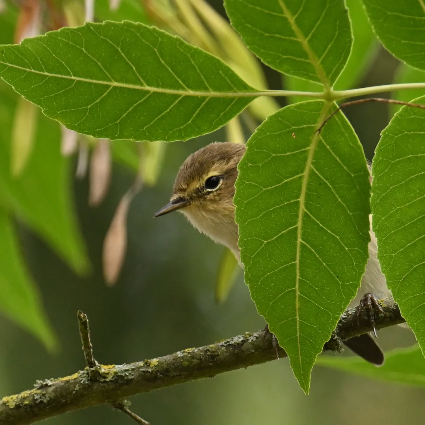 Po pewnej przerwie wracamy z pierwiosnkiem 😊