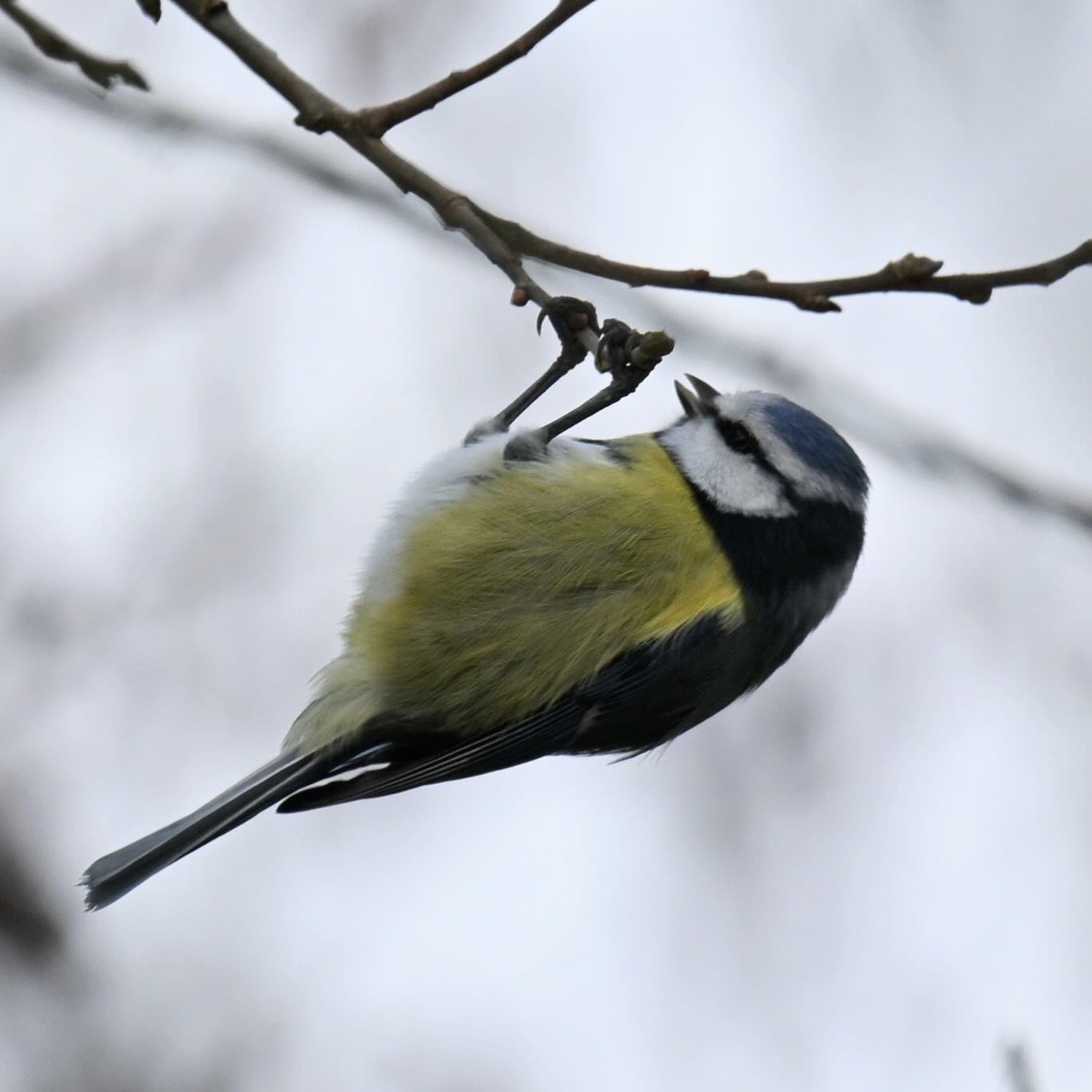 Sikorka modraszka 

#sikorkamodraszka #sikoramodra #modraszka #sikorka #ptakizimą #ptaki #cyanistescaeruleus #bluetit #birds