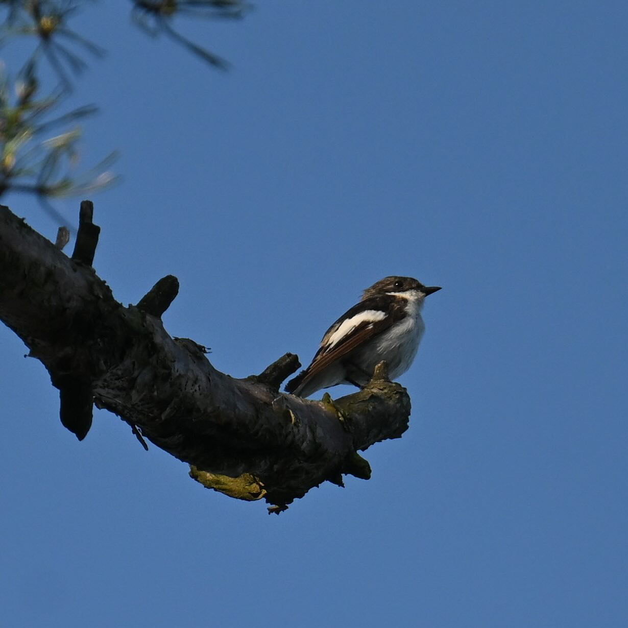 Muchołówka żałobna mająca oko na całą okolicę 😎siedziała na konarze na szczycie najwyższego drzewa (stąd też trochę słaba jakość foto 😊)

#muchołówkażałobna #muchołówka #ptakileśne #ptakipolski #fideculahypoleuca #europeanpiedflycatcher #piedflycatcher #birds #forestbirds