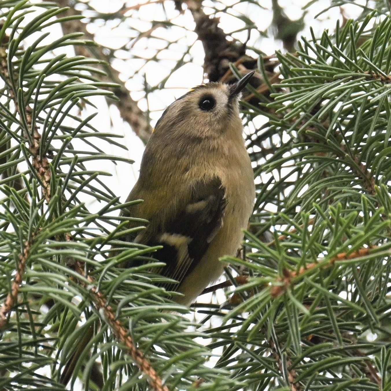 Nadmorski mysikrólik

#mysikrólik #ptaki #ptakipolski #regulusregulus #goldcrest