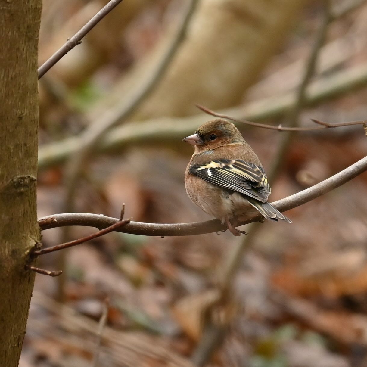 Zięba, samiec 

#zięba #zieba #ptaki #ptakizimą #fringillacoelebs #chaffinch