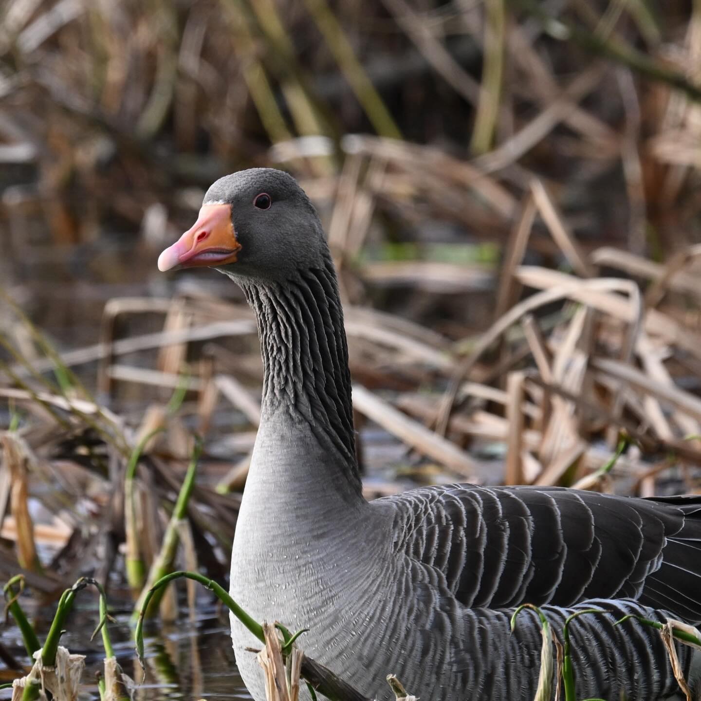 Gęgawa 

#gęgawa #gegawa #gęś #ptakiwodne #anseranser #greylaggoose