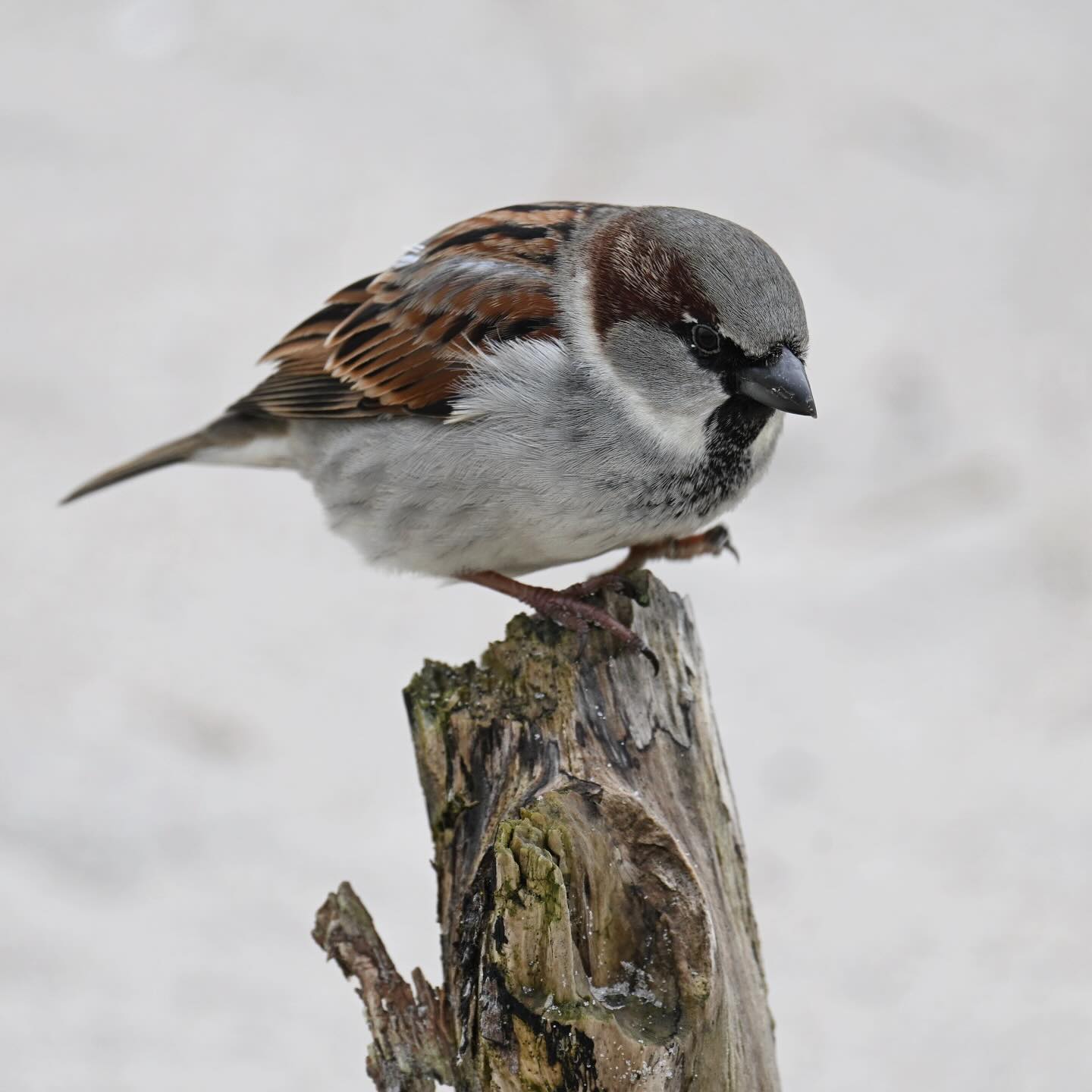 Wróbel z wydm to tuptający po pieńku

#wróbel #wrobel #wróbeldomowy #ptaki #ptakinadmorzem #passerdomesticus #housesparrow #sparrow