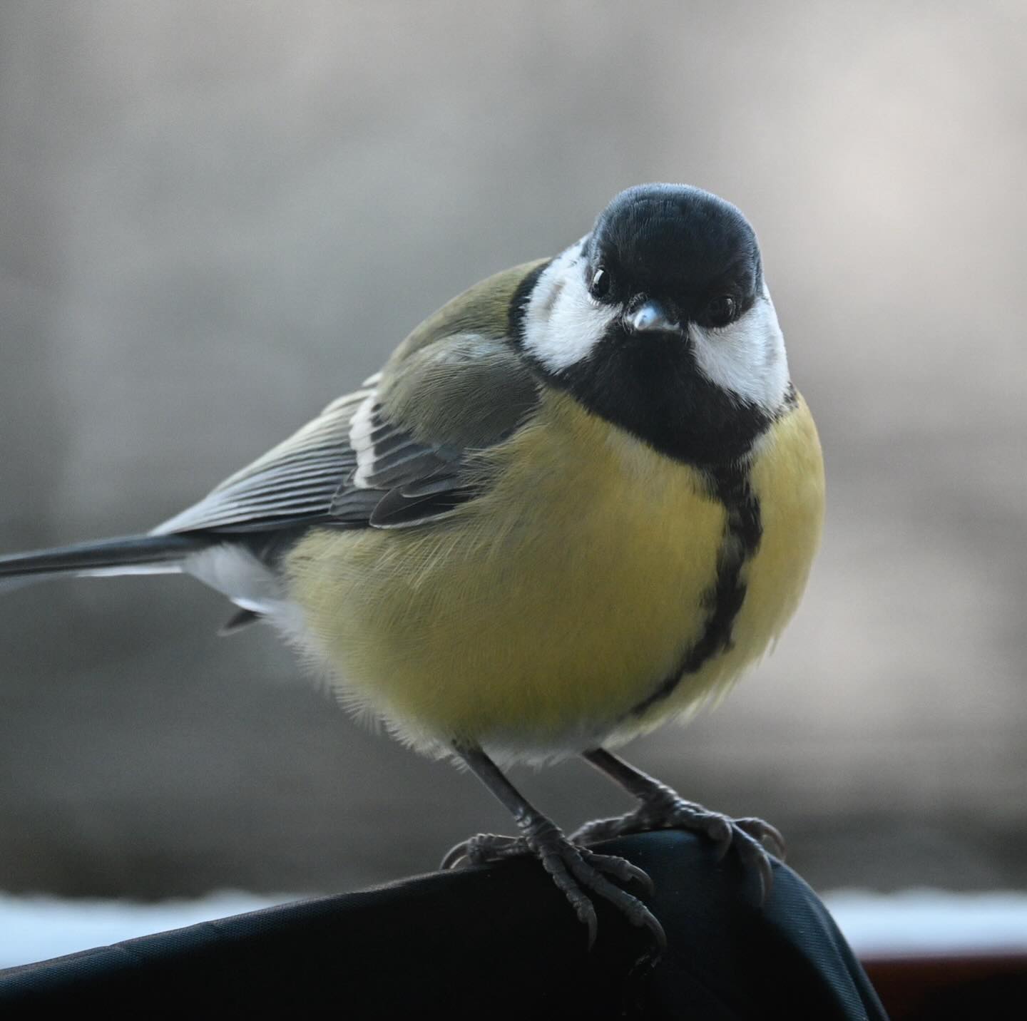 Bogatka w odwiedzinach na naszym balkonie 
styczeń 2025

#sikorabogatka #bogatka #ptaki #ptakipolski #ptakizimą #parusmajor #greattit