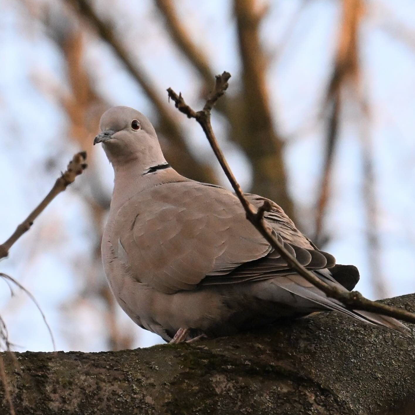 Dolnośląska sierpówka 

#sierpowka #sierpówka #gołębie #ptaki