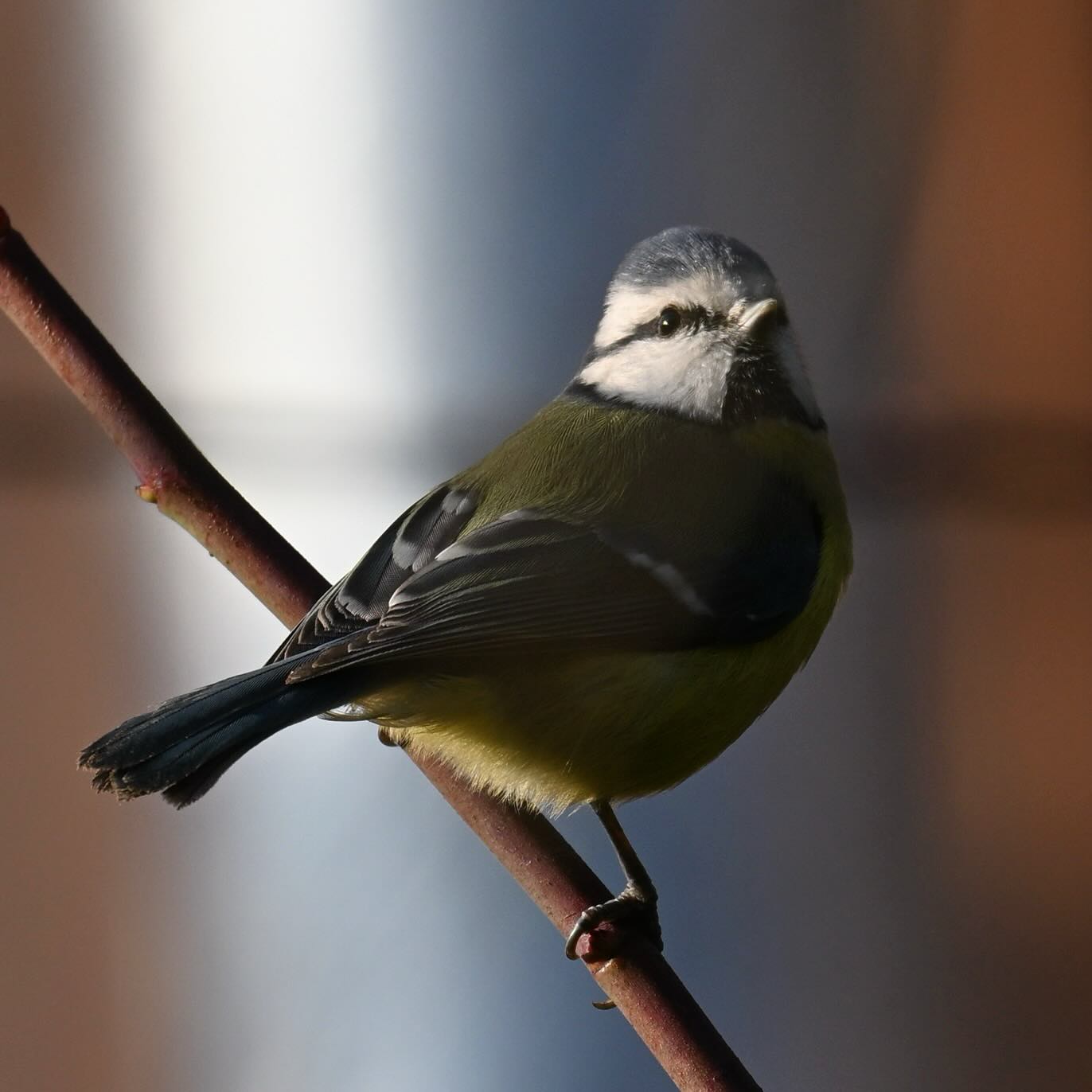 Modraszka z osiedla

#sikorka #sikorkamodraszka #sikoramodraszka #modraszka #modraszkazwyczajna #sikoramodra #cyanistescaeruleus #bluetit #ptaki #ptakimiasta